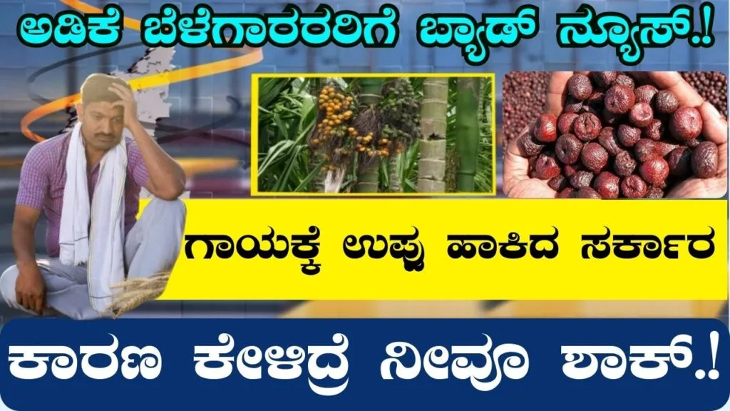Areca price down