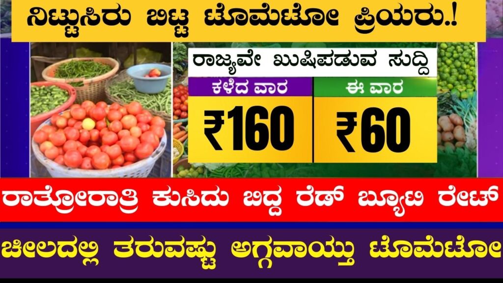 tomato price down